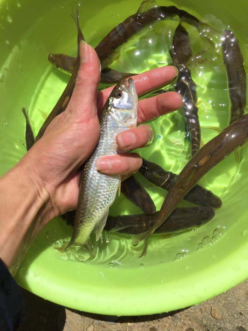 马口鱼苗