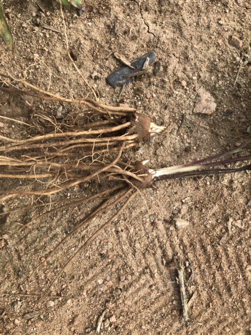 【精品】内蒙朱砂点苍术苗种苗，辽宁本溪桓仁贵龙苗圃直售！
