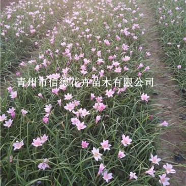 红花葱兰，花量多，支持绿化工程