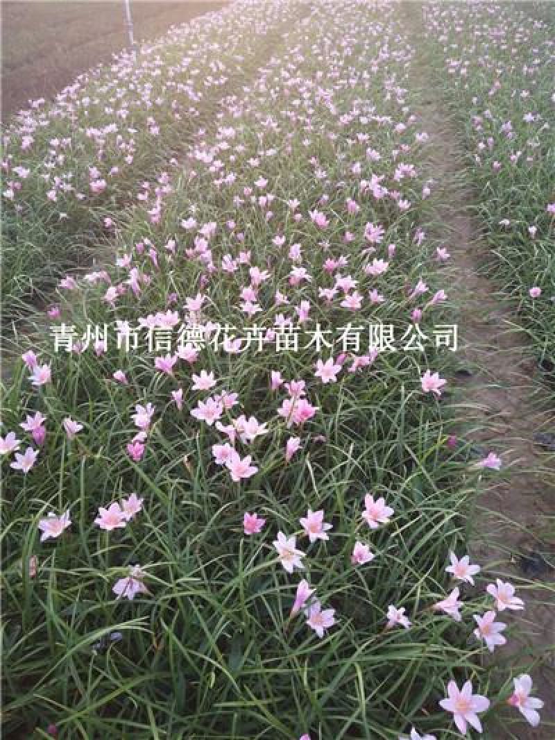 红花葱兰，花量多，支持绿化工程