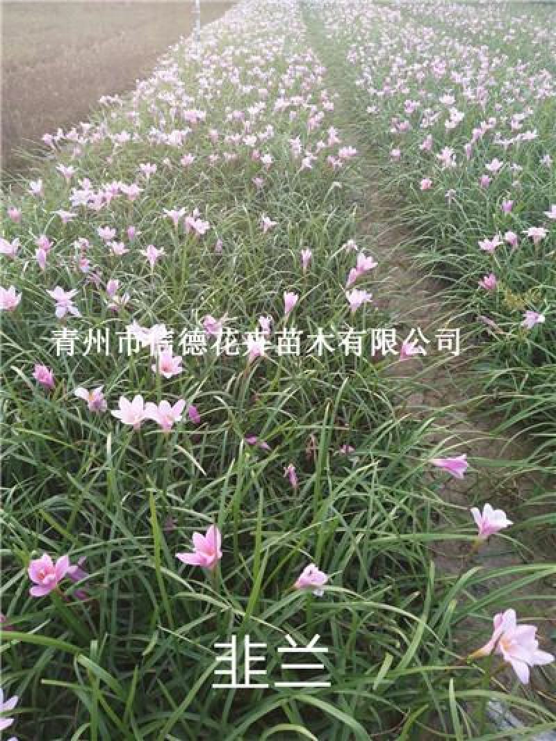 红花葱兰，花量多，支持绿化工程
