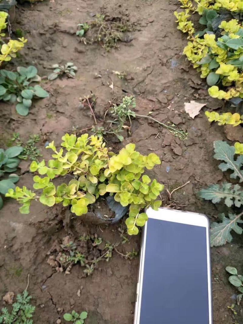 金叶过路黄，苗圃直供，一手货源，大量有货