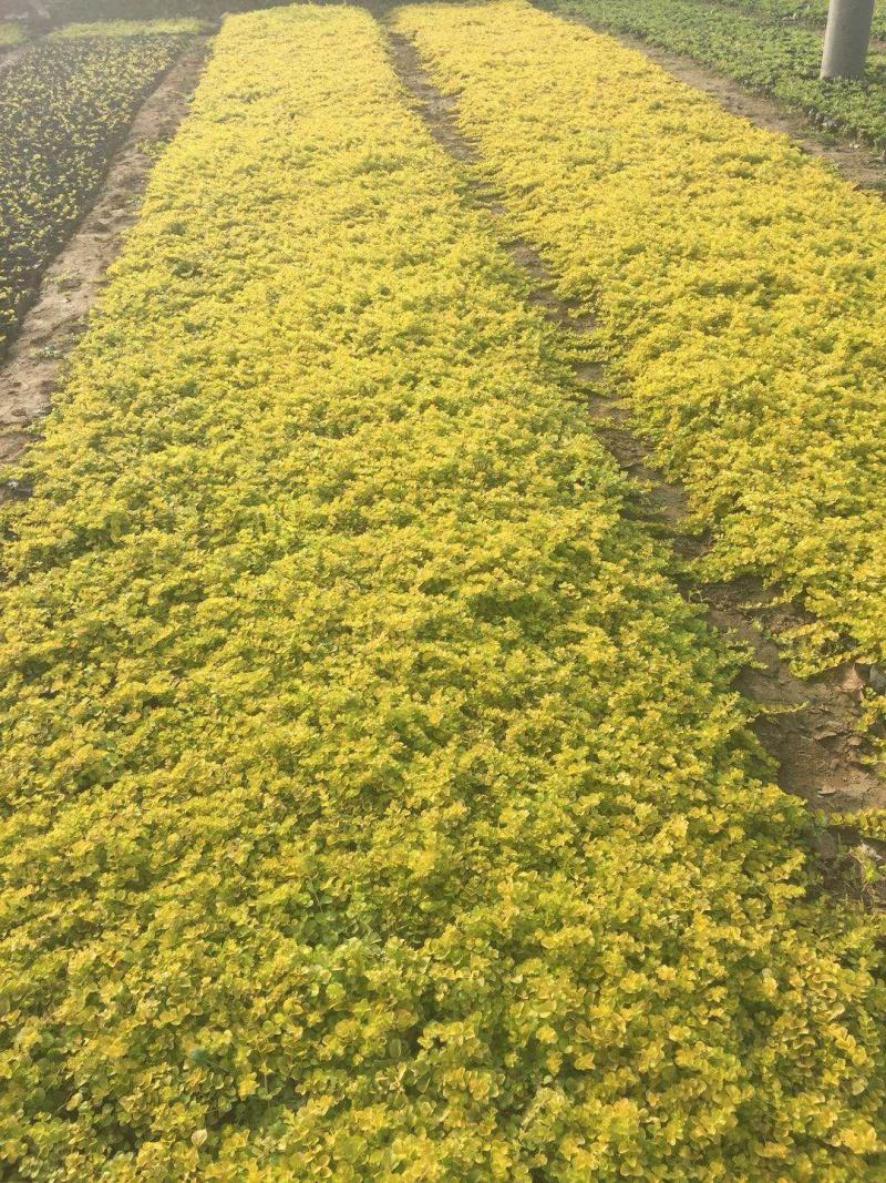 金叶过路黄，苗圃直供，一手货源，大量有货