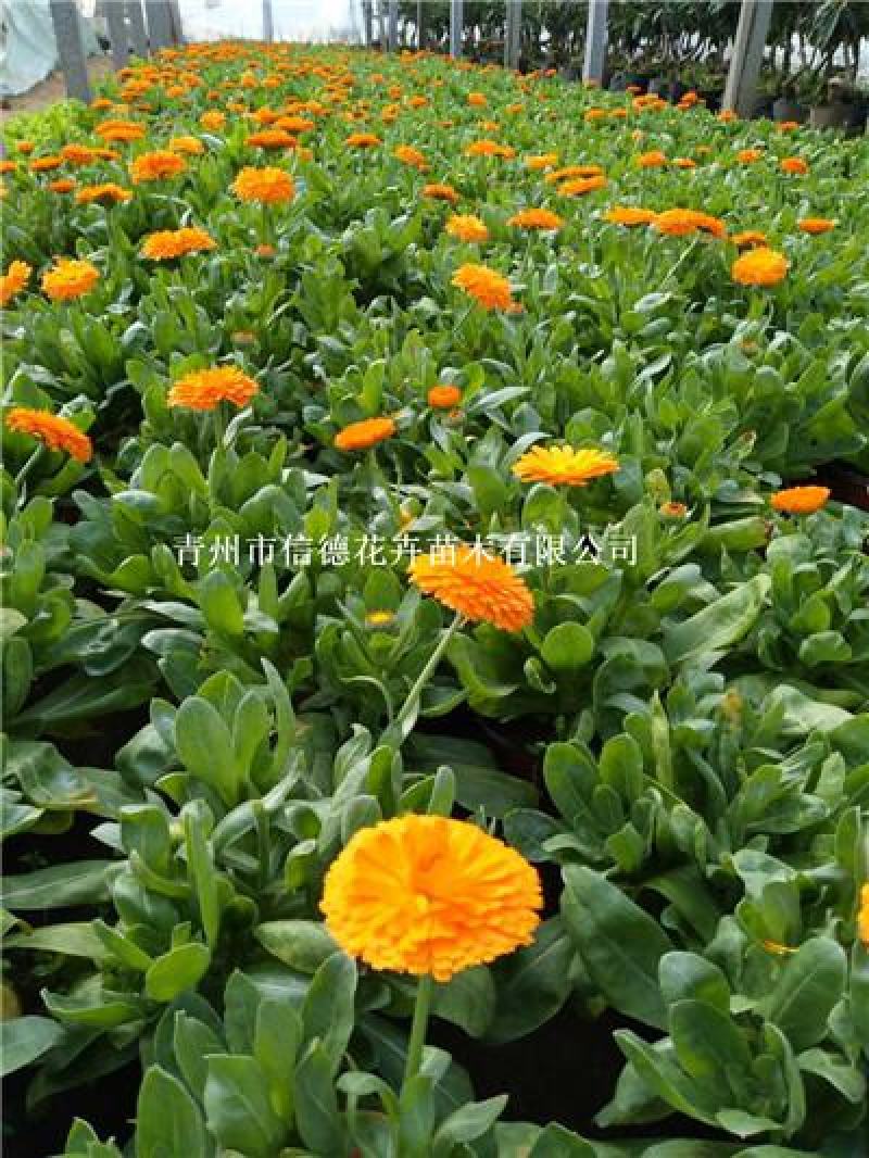 金盏菊，冷季型花卉，大量有货，两色，规格齐全