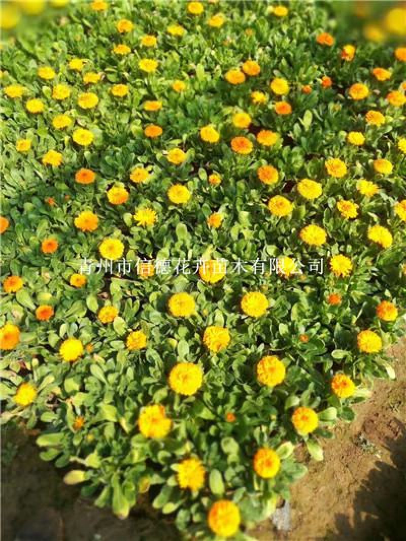 金盏菊，冷季型花卉，大量有货，两色，规格齐全