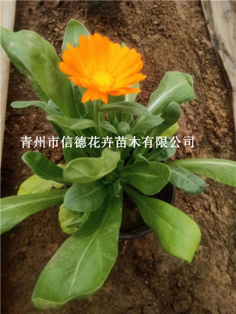 金盏菊，冷季型花卉，大量有货，两色，规格齐全