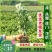 大叶艾草苗野生四季种植艾草苗窗台盆栽洗澡驱蚊食用药用