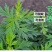 大叶艾草苗野生四季种植艾草苗窗台盆栽洗澡驱蚊食用药用