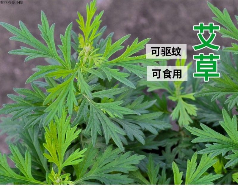 大叶艾草苗野生四季种植艾草苗窗台盆栽洗澡驱蚊食用药用
