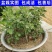大叶艾草苗野生四季种植艾草苗窗台盆栽洗澡驱蚊食用药用