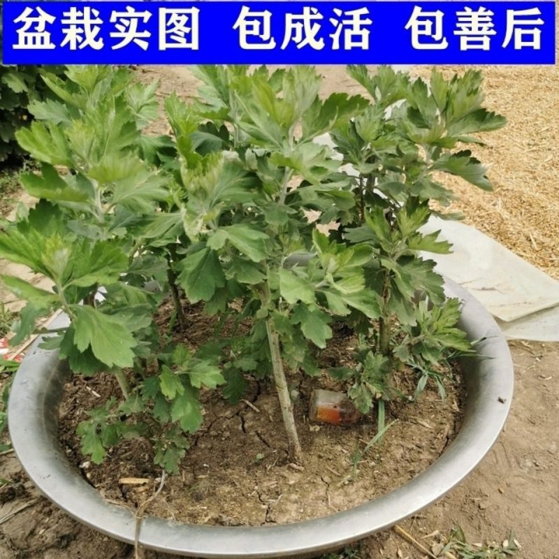 大叶艾草苗野生四季种植艾草苗窗台盆栽洗澡驱蚊食用药用