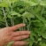 大叶艾草苗野生四季种植艾草苗窗台盆栽洗澡驱蚊食用药用