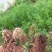 中药材天冬苗基地一手货源……………………