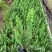 肾蕨绿化苗木种植与销售为一体