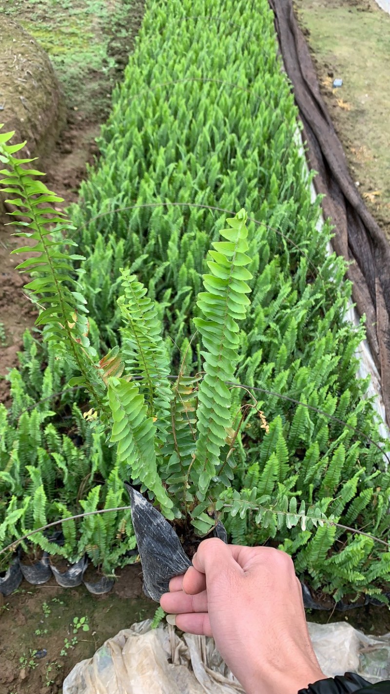 肾蕨绿化苗木种植与销售为一体