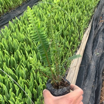 肾蕨绿化苗木种植与销售为一体