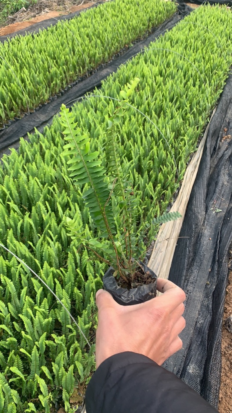 肾蕨绿化苗木种植与销售为一体