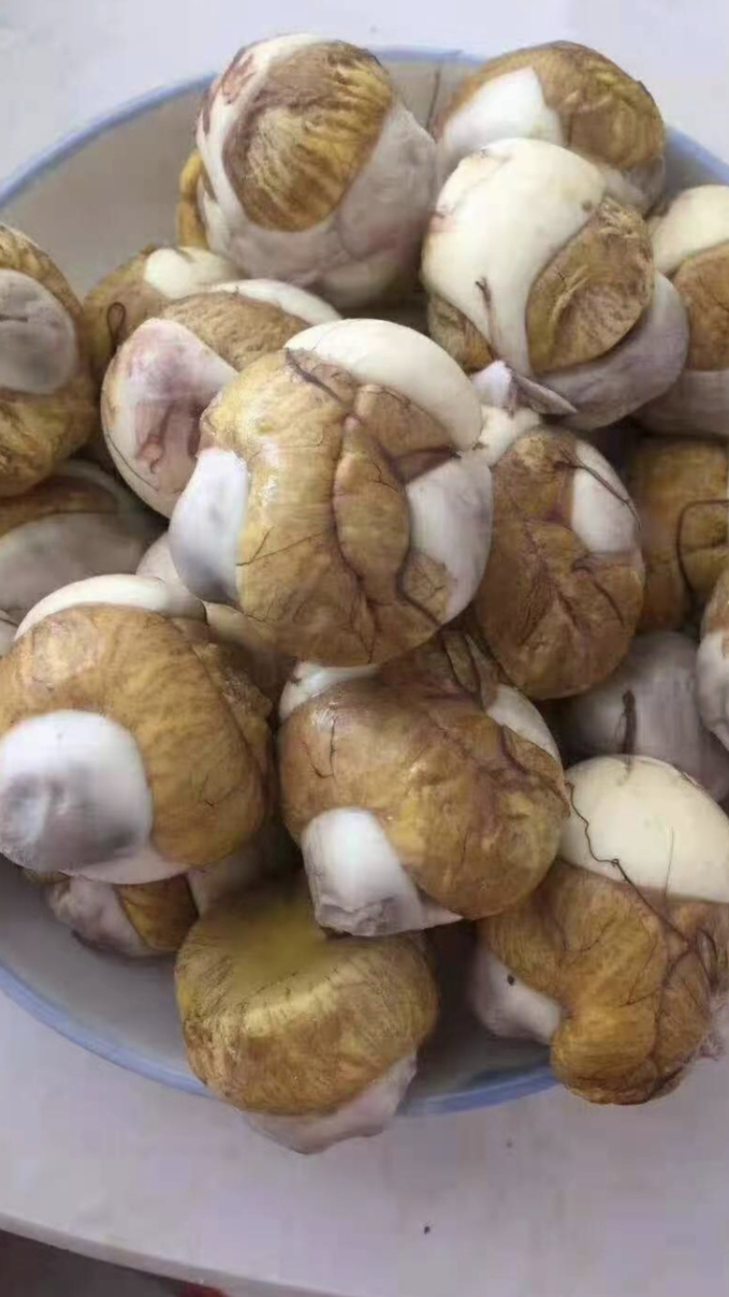 毛蛋.活珠子.半蛋，照蛋，孵化基地直批.欢迎老板考察