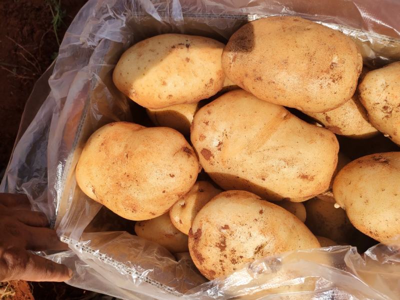 云南土豆大量上市让你一手货源到手丶品质有保证常年提供农品
