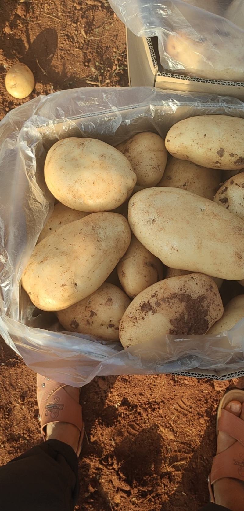 云南土豆大量上市让你一手货源到手丶品质有保证常年提供农品