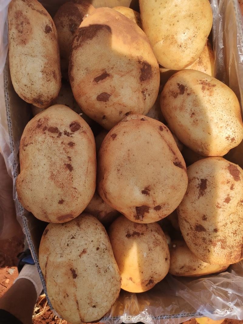 云南土豆大量上市让你一手货源到手丶品质有保证常年提供农品