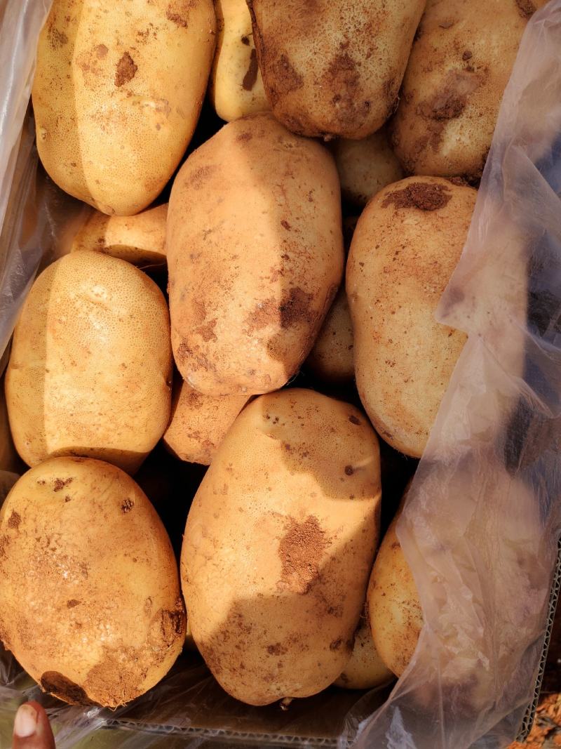 云南土豆大量上市让你一手货源到手丶品质有保证常年提供农品