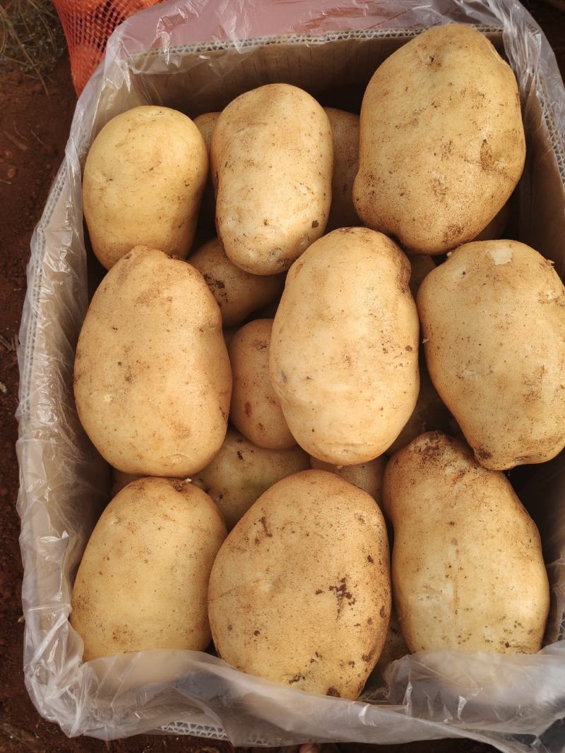 云南土豆大量上市让你一手货源到手丶品质有保证常年提供农品