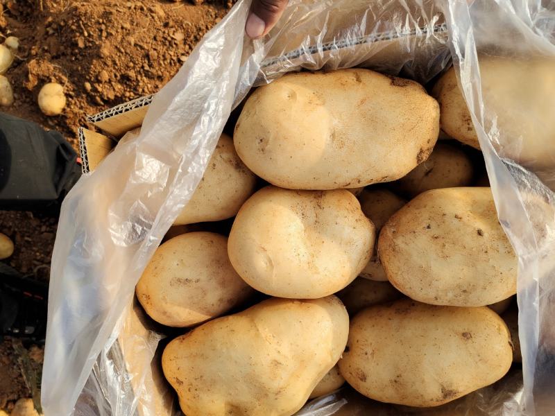 云南土豆大量上市让你一手货源到手丶品质有保证常年提供农品