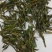 陕南绿茶汉中仙毫高山原生态富含硒、锌、氨基酸绿茶