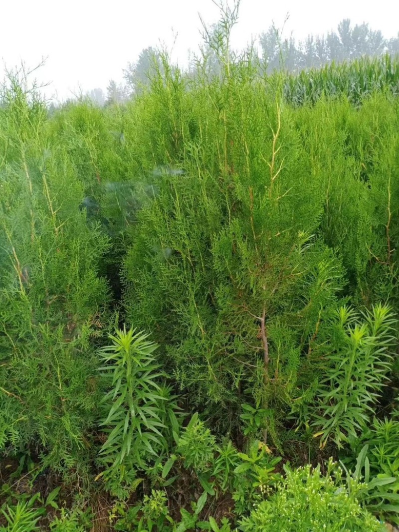 营养杯侧柏苗，1米侧柏苗，1.2米荒山造林侧柏苗