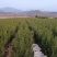 营养杯侧柏苗，1米侧柏苗，1.2米荒山造林侧柏苗