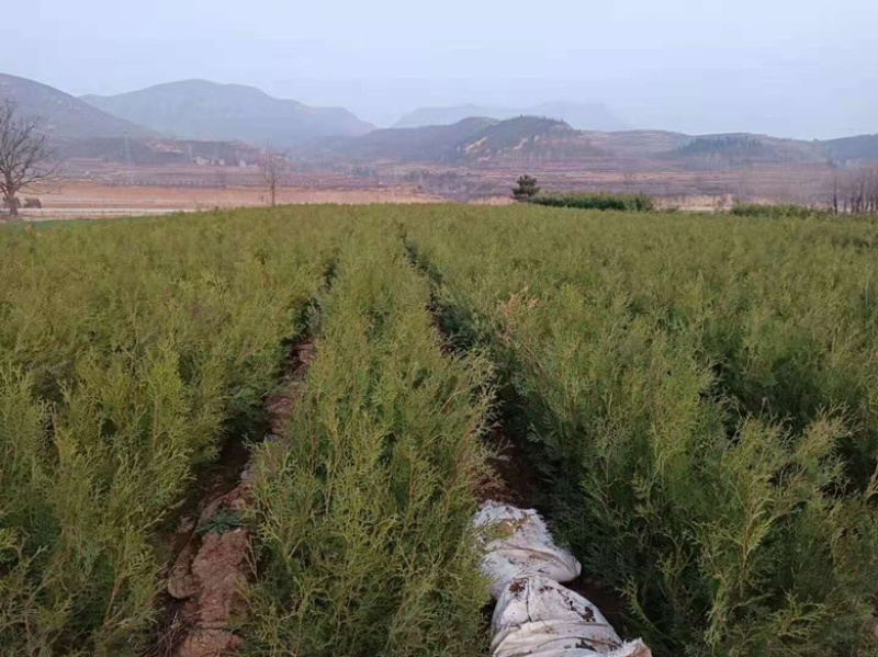 营养杯侧柏苗，1米侧柏苗，1.2米荒山造林侧柏苗