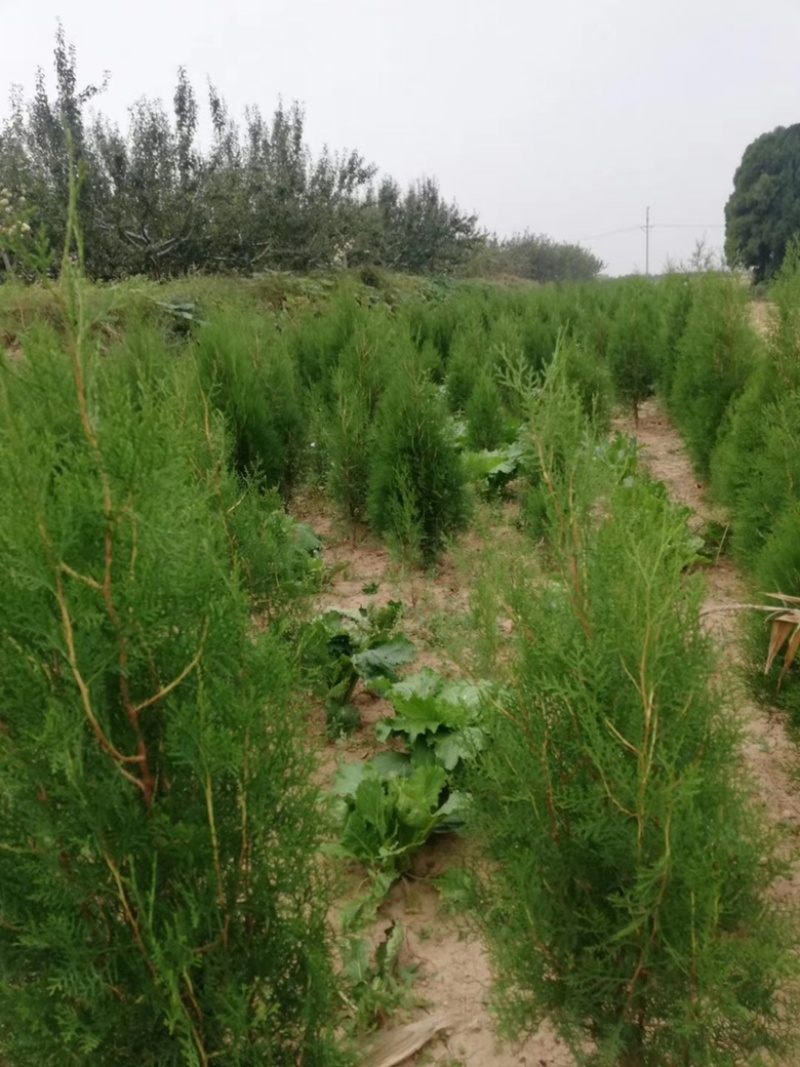 营养杯侧柏苗，1米侧柏苗，1.2米荒山造林侧柏苗