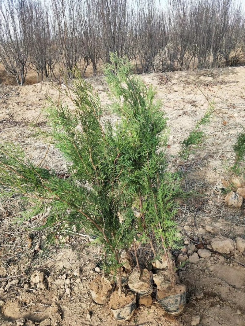 营养杯侧柏苗，1米侧柏苗，1.2米荒山造林侧柏苗
