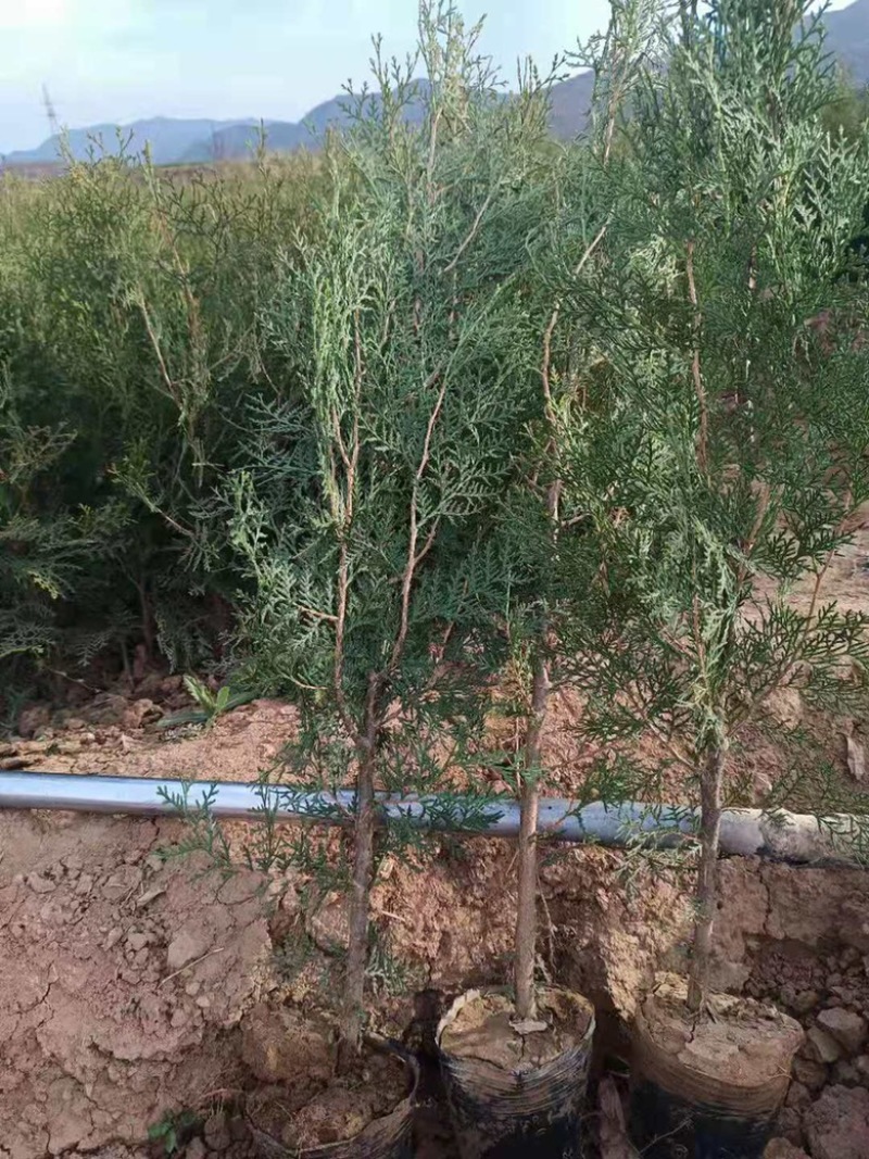 营养杯侧柏苗，1米侧柏苗，1.2米荒山造林侧柏苗