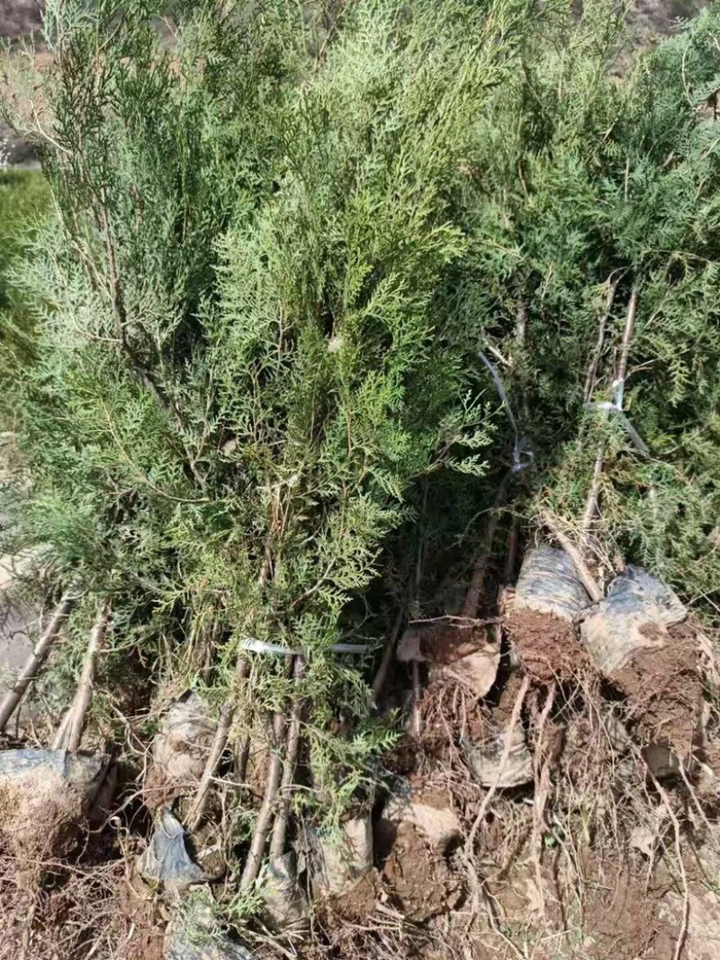 营养杯侧柏苗，1米侧柏苗，1.2米荒山造林侧柏苗
