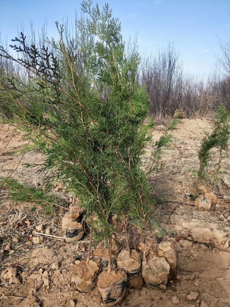 营养杯侧柏苗，1米侧柏苗，1.2米荒山造林侧柏苗