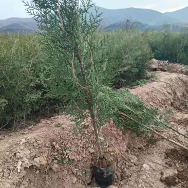 营养杯侧柏苗，1米侧柏苗，1.2米荒山造林侧柏苗
