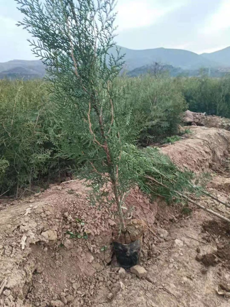 营养杯侧柏苗，1米侧柏苗，1.2米荒山造林侧柏苗