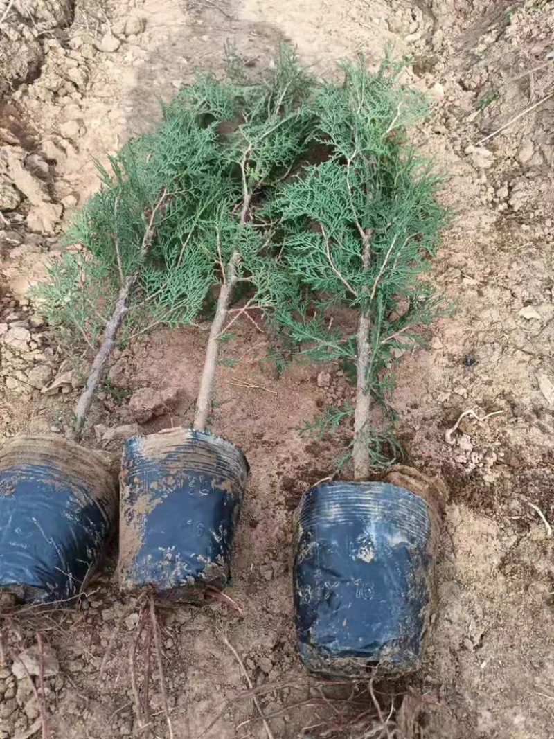 营养杯侧柏苗，1米侧柏苗，1.2米荒山造林侧柏苗