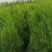 营养杯侧柏苗，1米侧柏苗，1.2米荒山造林侧柏苗