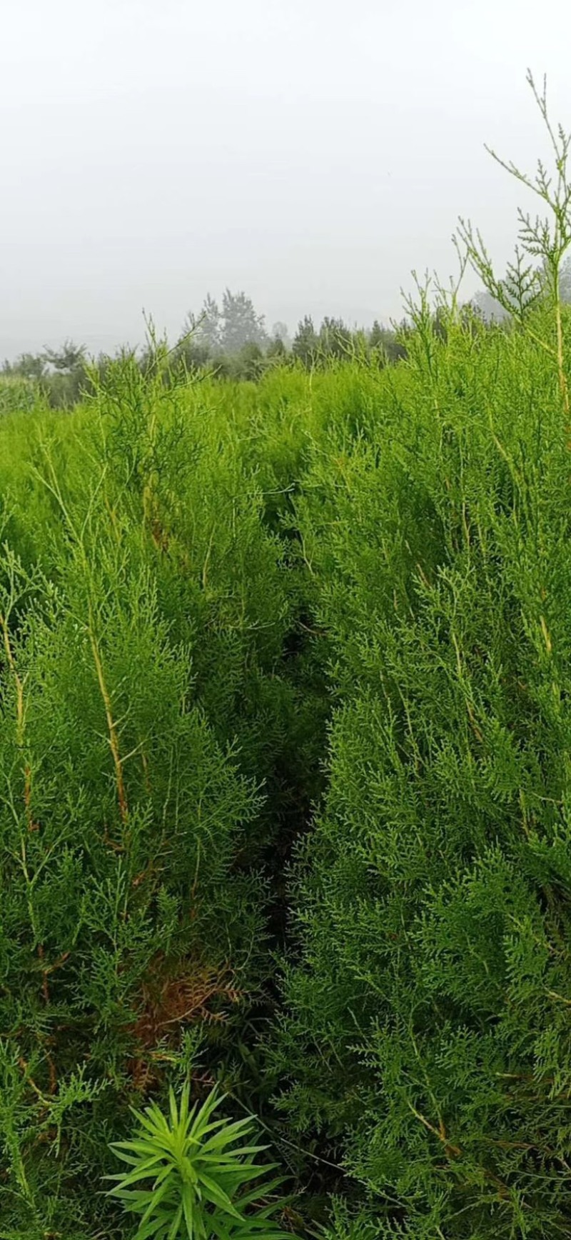 营养杯侧柏苗，1米侧柏苗，1.2米荒山造林侧柏苗