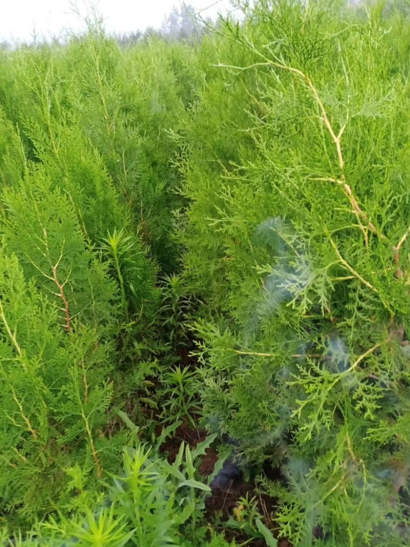 营养杯侧柏苗，1米侧柏苗，1.2米荒山造林侧柏苗