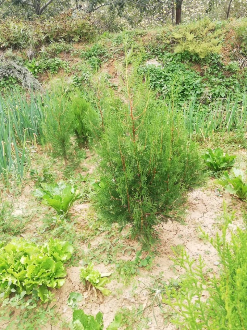 营养杯侧柏苗，1米侧柏苗，1.2米荒山造林侧柏苗