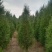 营养杯侧柏苗，1米侧柏苗，1.2米荒山造林侧柏苗