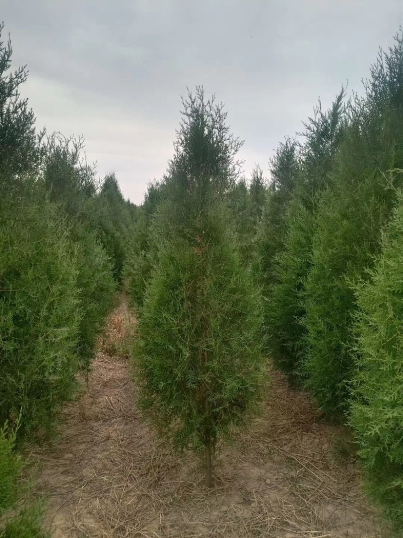 营养杯侧柏苗，1米侧柏苗，1.2米荒山造林侧柏苗