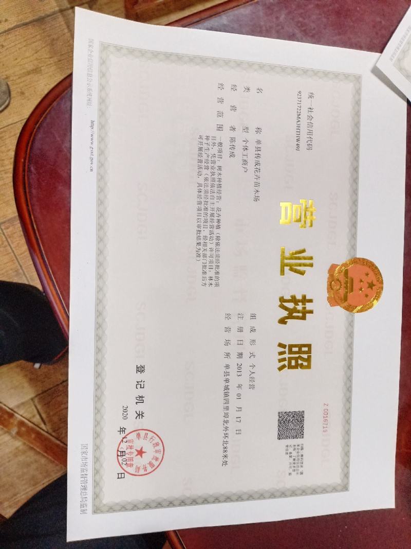 文竹种子