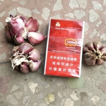精品红蒜欢迎各位卖家前来采购