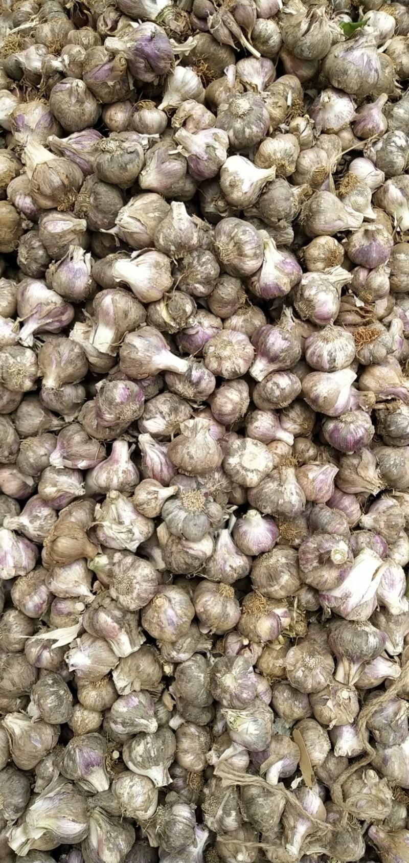 精品红蒜欢迎各位卖家前来采购