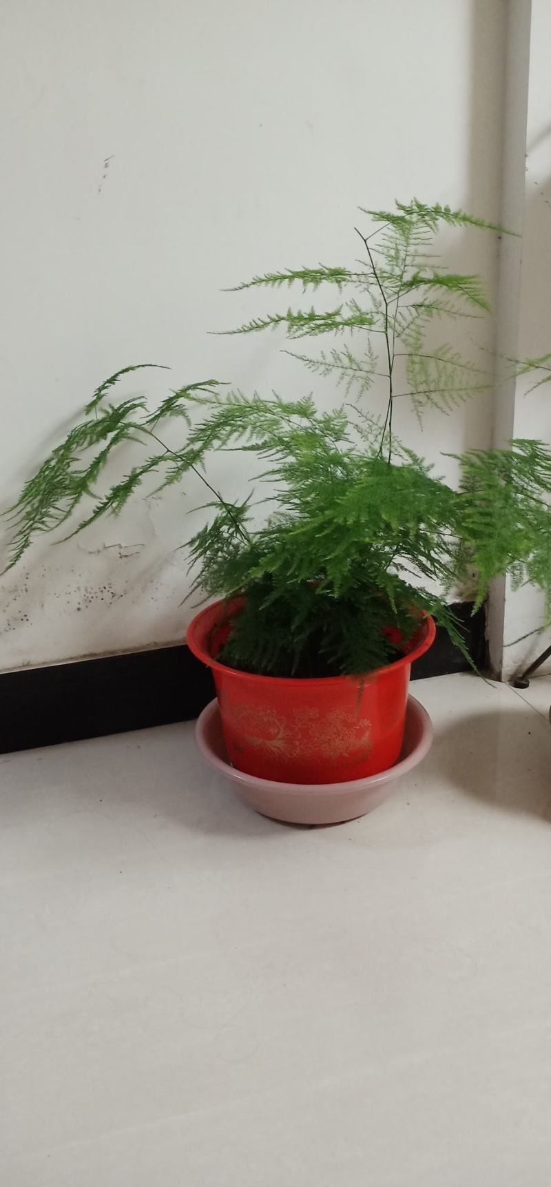 文竹种子